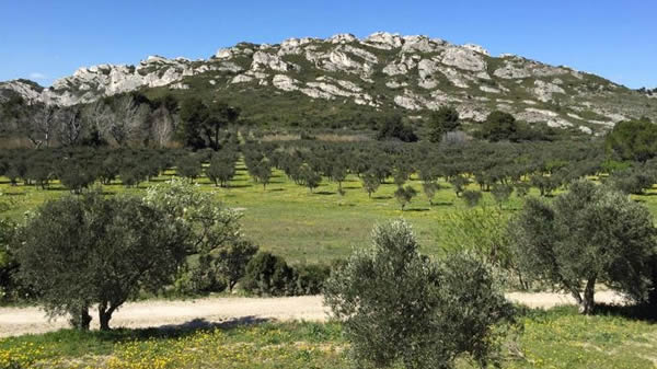 Compte Rendu et Présentation du « COTECH » mis en place par le PNRA (Parc Naturel Régional des Alpilles)